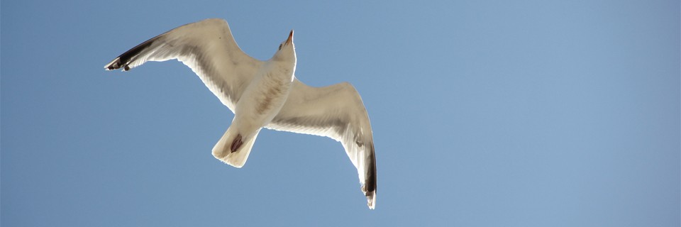 denn-auch-wir-vergeben-slider